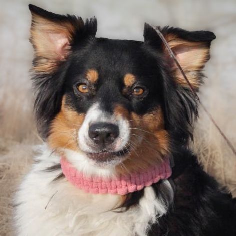 Handgemachtes Hundehalsband verstellbar – vegan Baumwollgarn