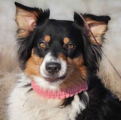 Handgemachtes Hundehalsband verstellbar – vegan Baumwollgarn