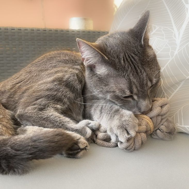 Duft-Schmetterling – Katzenspielzeug handgefertigt & waschbar