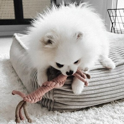 Makramee Hundespielzeug – Handgemachtes Zergel & Apportierspielzeug