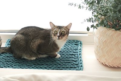 Fensterbankbett für Katzen – Recycelte Baumwolle