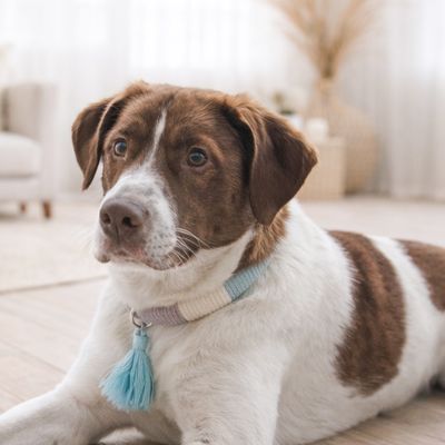 Boho-Hundehalsband – Handgefertigt & personalisierbar