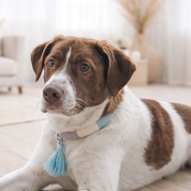 Boho-Hundehalsband – Handgefertigt & personalisierbar Boho-Hundehalsband – Handgefertigt & personalisierbar