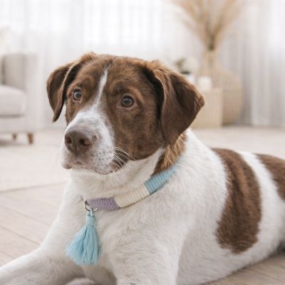 Boho-Hundehalsband – Handgefertigt & personalisierbar