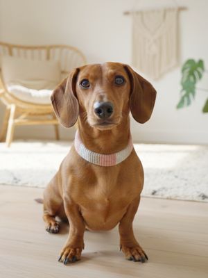 Boho-Hundehalsband – Handgefertigt & personalisierbar