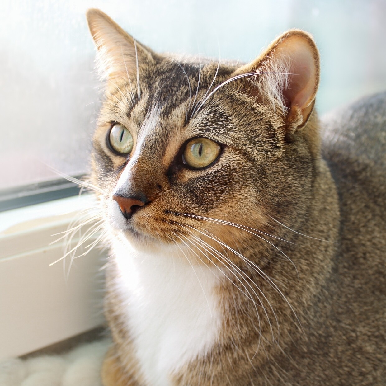 Katzenpsychologe | Einzelsprechstunden / Erstberatung Katzentherapie Telefon oder Video Katzenpsychologe | Einzelsprechstunden / Erstberatung Katzentherapie Telefon oder Video