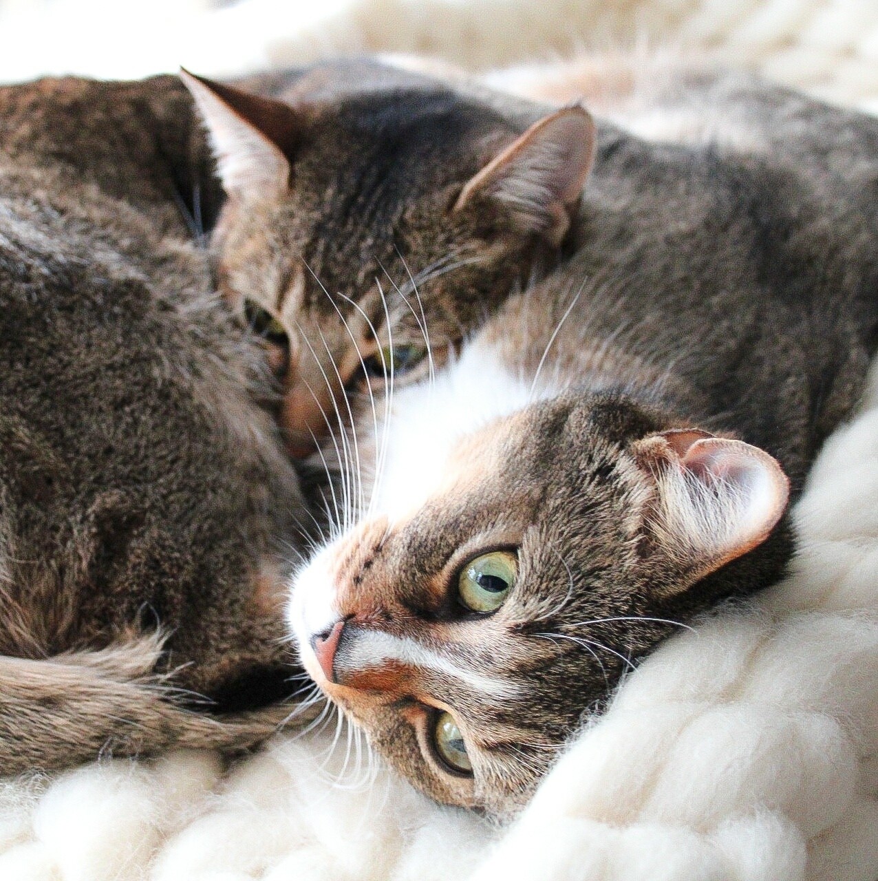 Katzensprechstunde Zusammenführung - 4x 1 Stunde inklusive Auswertung Anamnesebogen