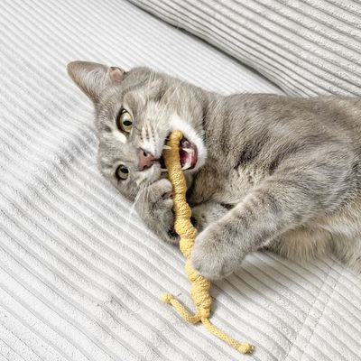 Katzenspielzeug Nacktschnecke Finchen – Nachhaltig Katzenspielzeug Nacktschnecke Finchen – Nachhaltig