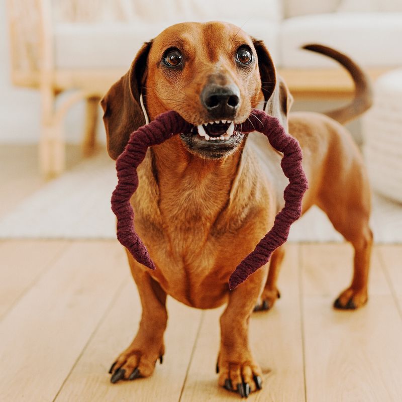 Hundespielzeug "Schlange Hugo"- Apportierspielzeug