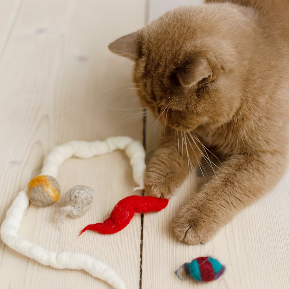 Filzspielzeug-Set für Katzen – 5-teilig, handgefertigt & nachhaltig Filzspielzeug-Set für Katzen – 5-teilig, handgefertigt & nachhaltig