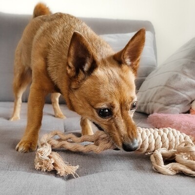 Zergel Hundespielzeug – Aus Baumwolltau & Handgemacht