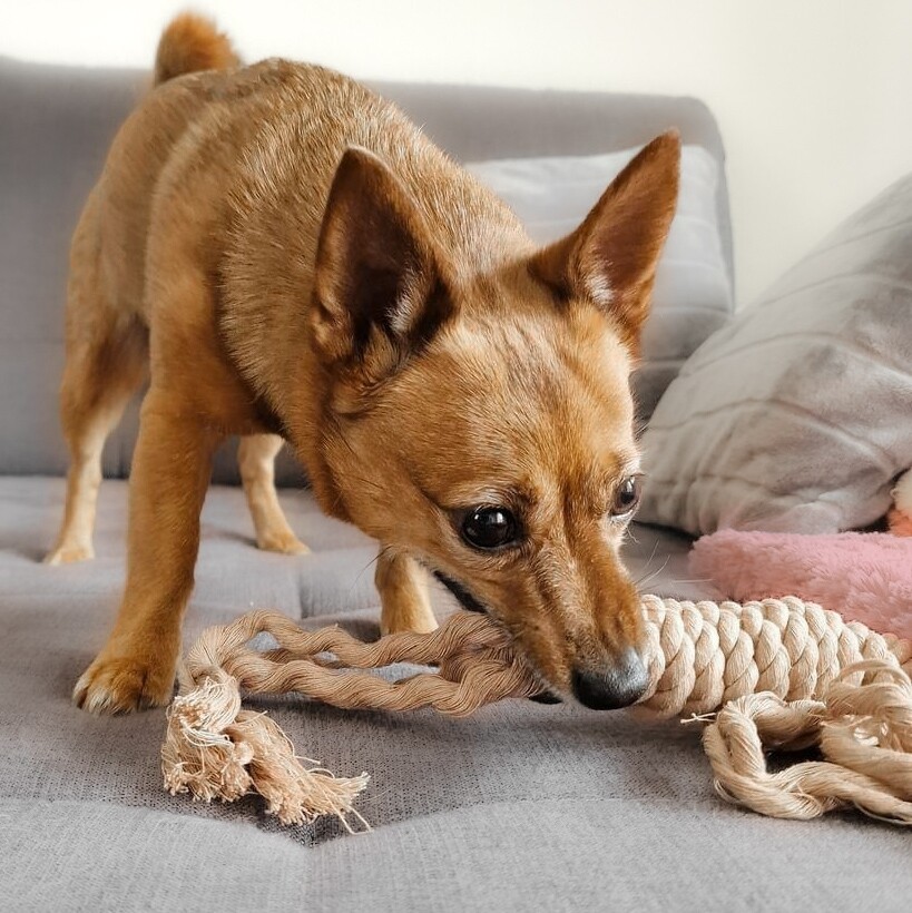 Rope Tug Toy – Handmade Cotton Dog Toy Rope Tug Toy – Handmade Cotton Dog Toy