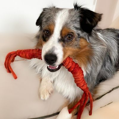 Buntes Hundespielzeug - handgemacht