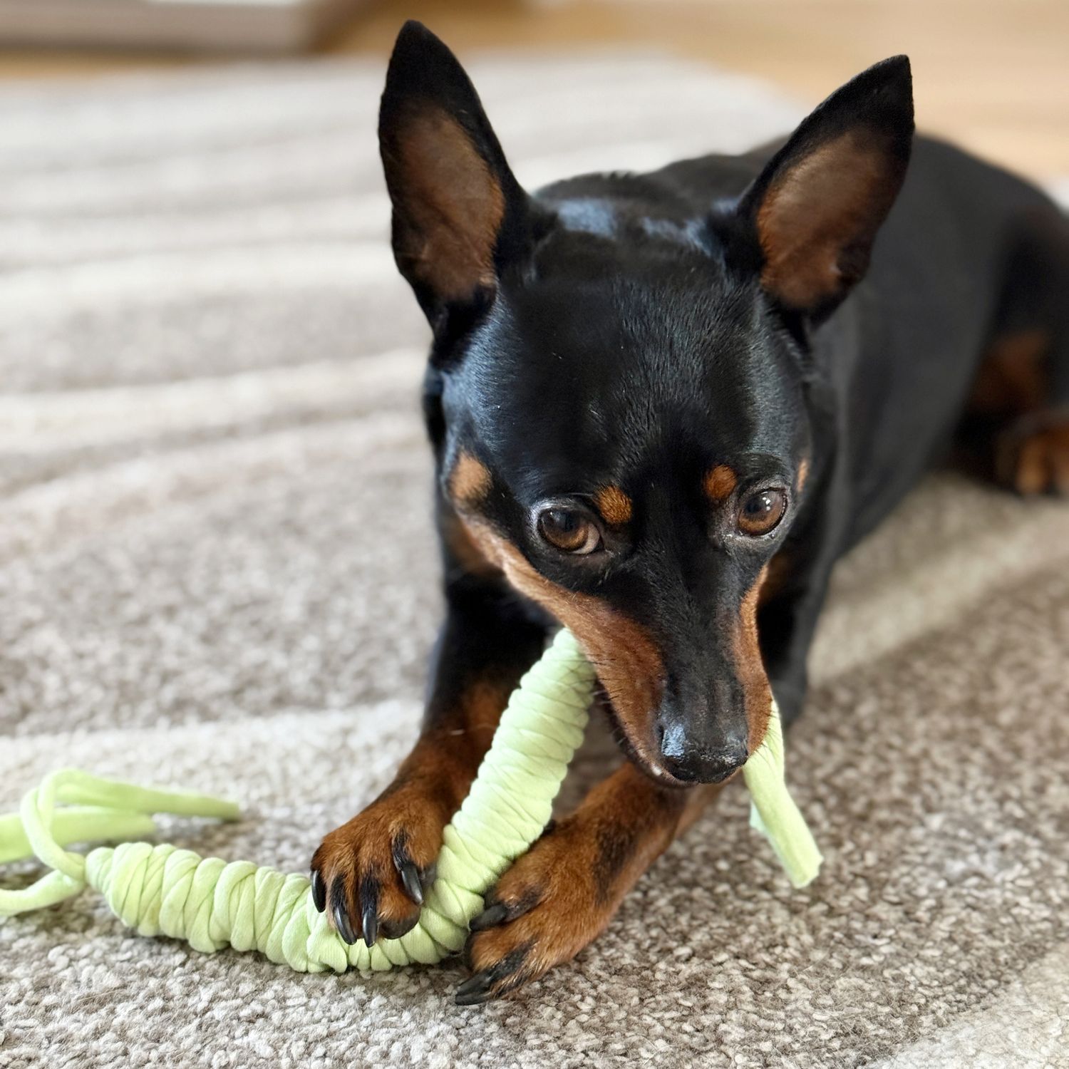 Buntes Hundespielzeug - handgemacht Buntes Hundespielzeug - handgemacht
