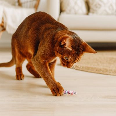 Bunte Würmer | Katzenspielzeug | Wurm nachhaltig 