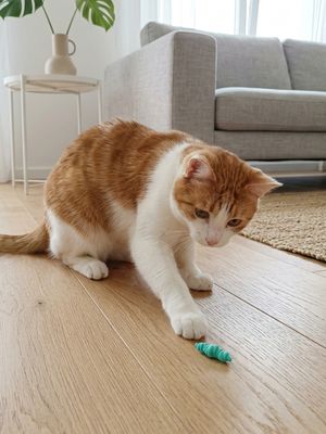 Bunte Würmer | Katzenspielzeug | Wurm nachhaltig 