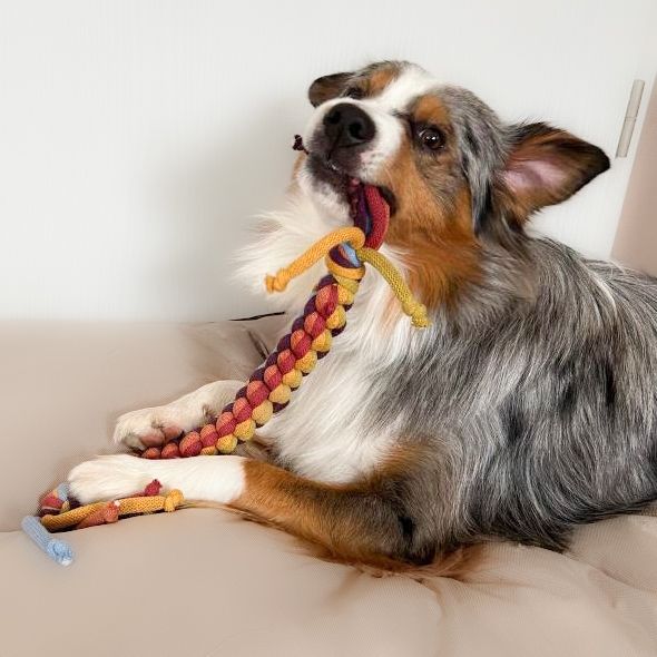 Hundespielzeug in Regenbogenfarben - Zergel - Apportierspielzeug - vegan aus Baumwollgarn