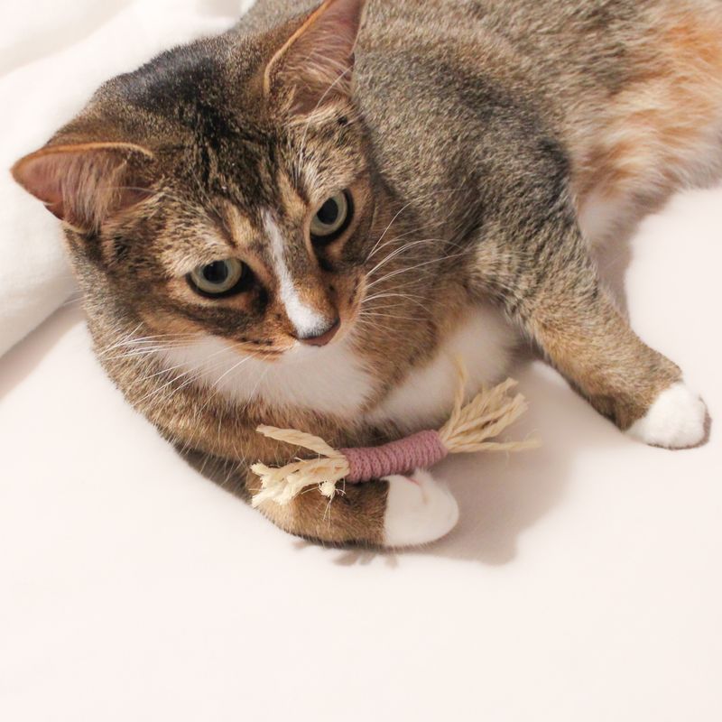 Katzenspielzeug Sisalstange – nachhaltig & individuell Katzenspielzeug Sisalstange – nachhaltig & individuell