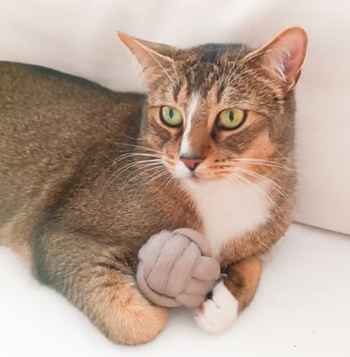 Katzenspielzeug Duftball – mit Bio-Katzenminze oder Baldrian Katzenspielzeug Duftball – mit Bio-Katzenminze oder Baldrian
