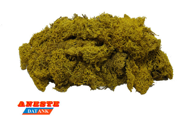 MUSGO ISLAMOND VERDE AMARILLENTO