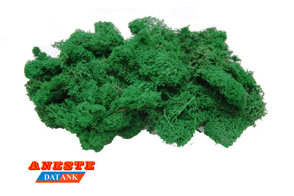MUSGO ISLAMOND VERDE MEDIO