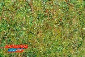 CESPED VERDE PRIMAVERA