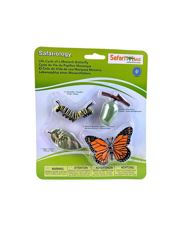 Life Cycle of a Monarch