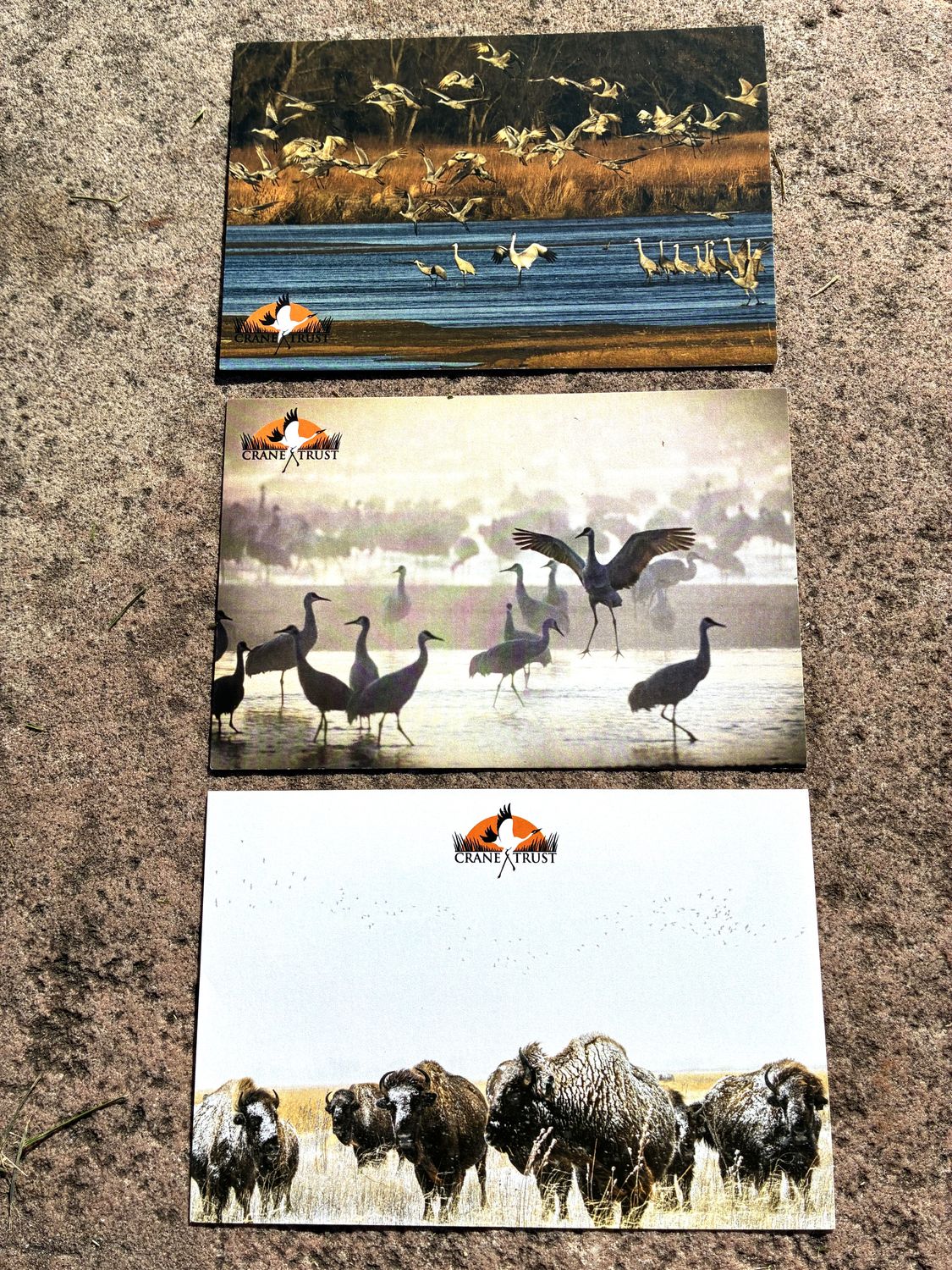 4x6 Photo Postcard