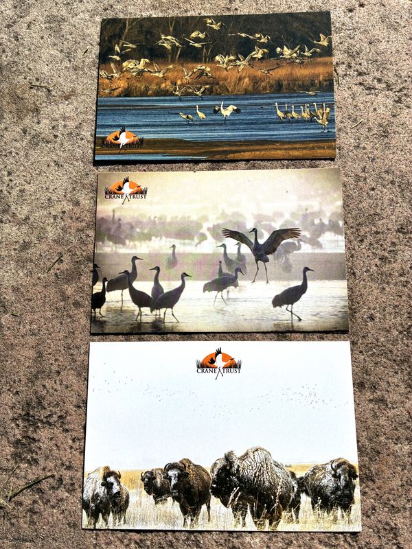 4x6 Photo Postcard