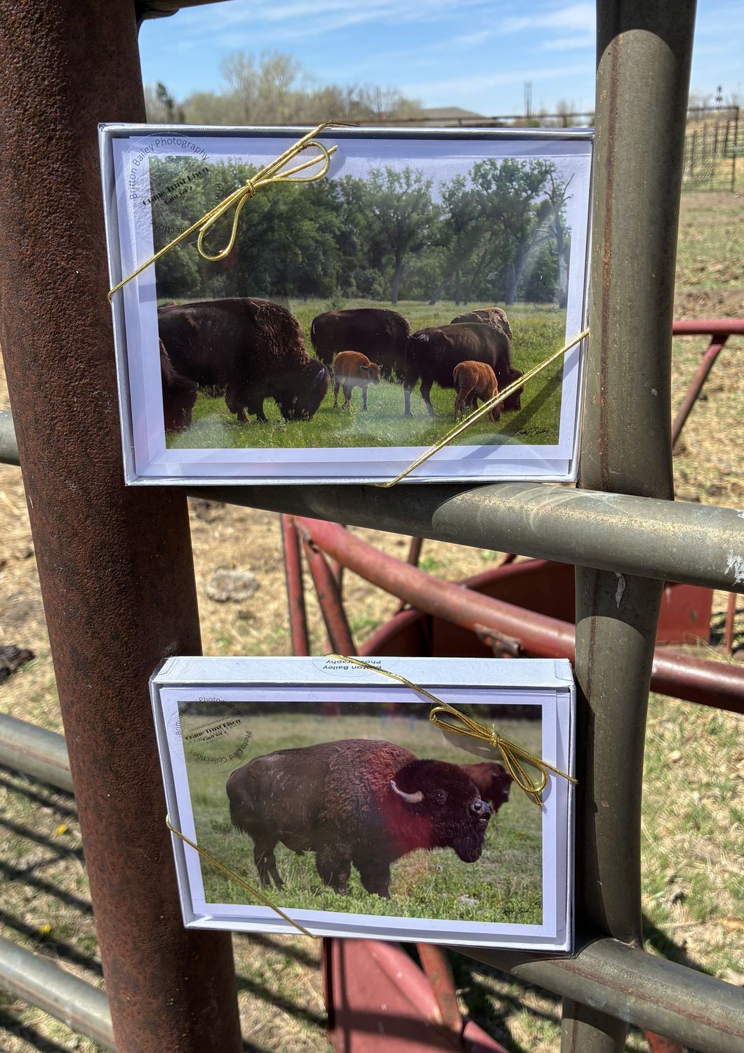 Bison Cards by Britton Bailey Bison Cards by Britton Bailey