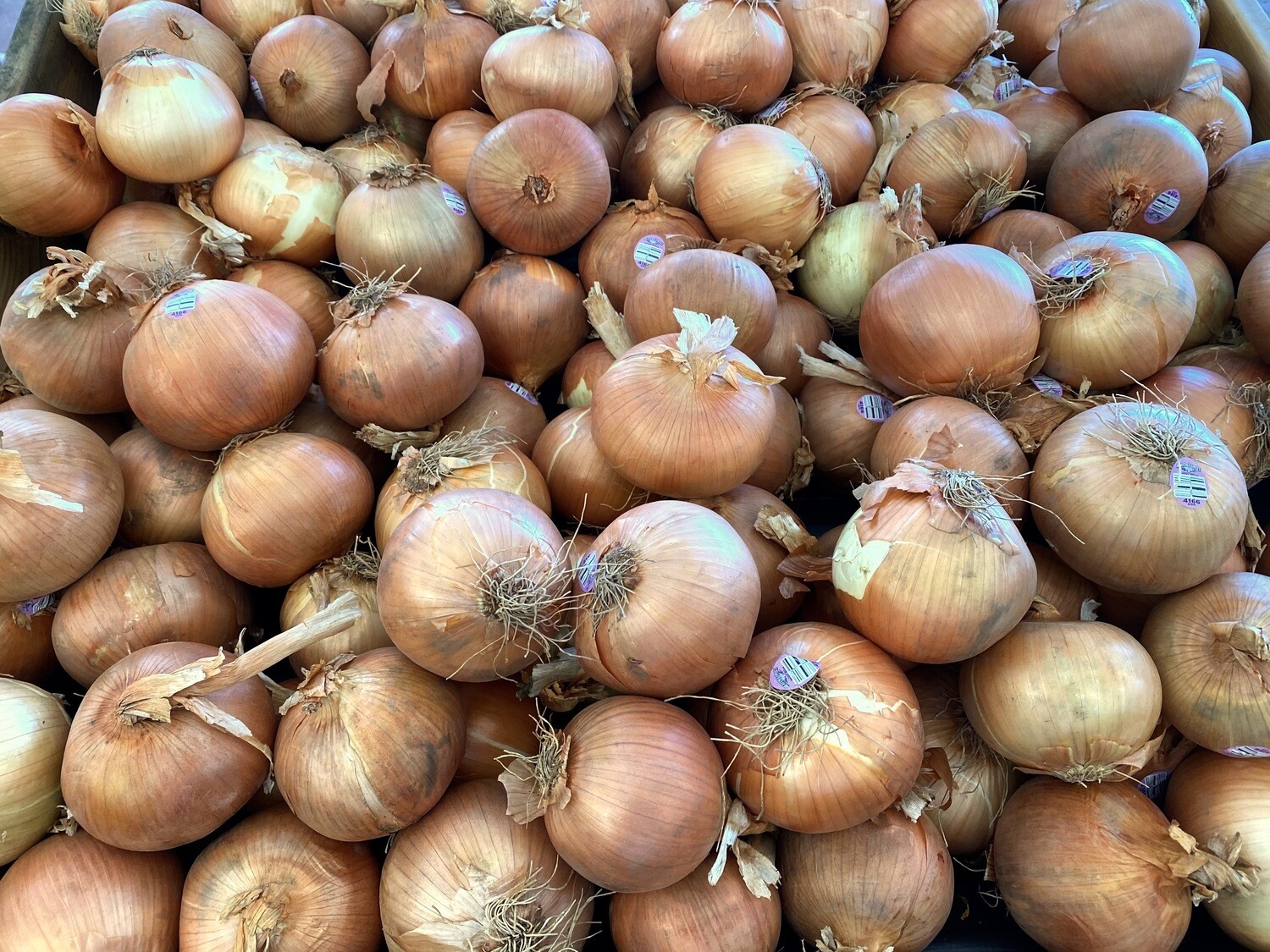Yellow Onions Per lb.