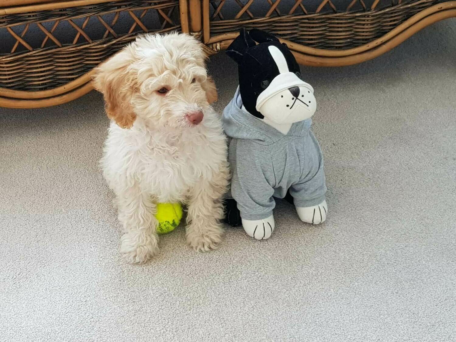 Pet Fee per night is £10