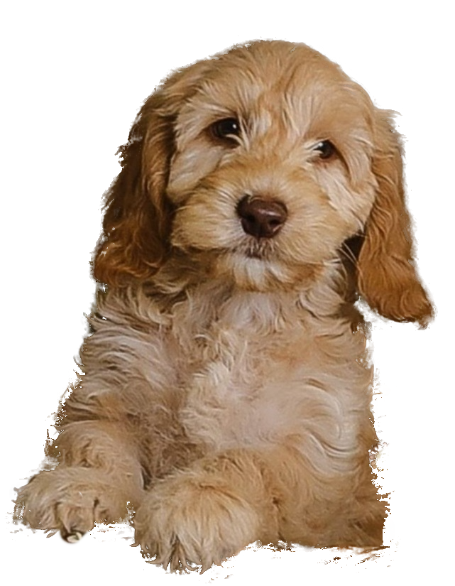 2 x Pet Fee per night is £15