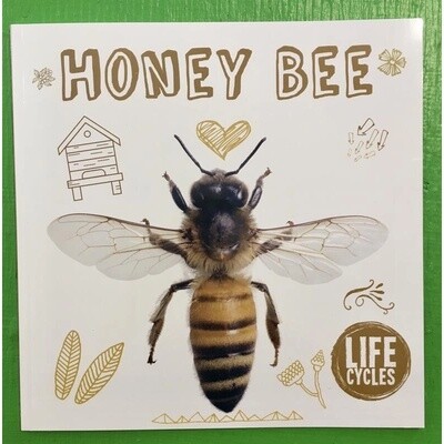 Honey Bee - Life Cycles