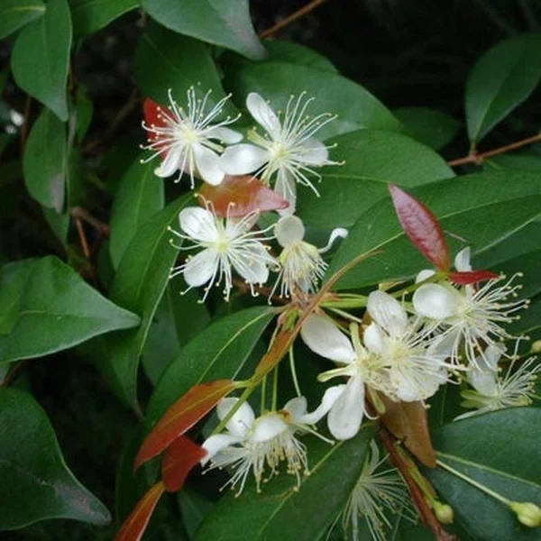 Copaiba Balsam Essential Oil