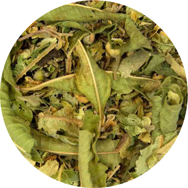 Le breuvage des druides