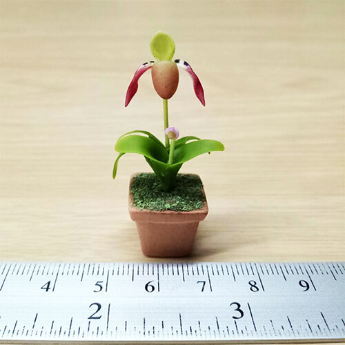 Orchid - In Pot, Colour: ORP 1