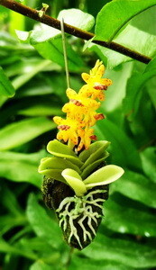 Orchid - Hanging