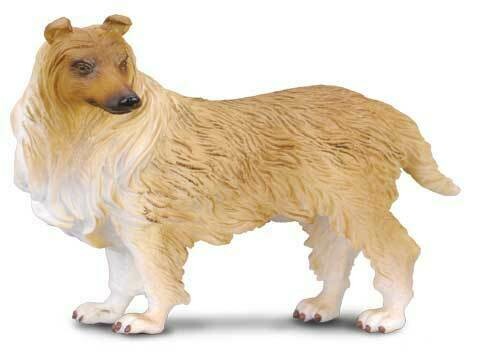 Collie