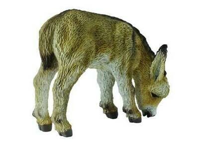 Donkey Foal Grazing