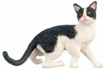Cat, Black &amp; White