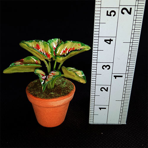 Potted Plant - Variegated  Leaves