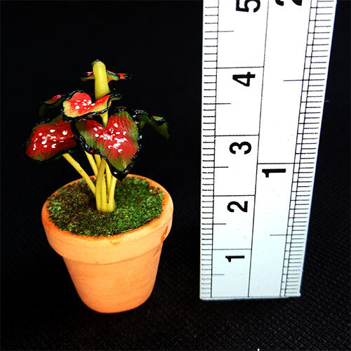 Potted Plant - Crimson/White Leaves
