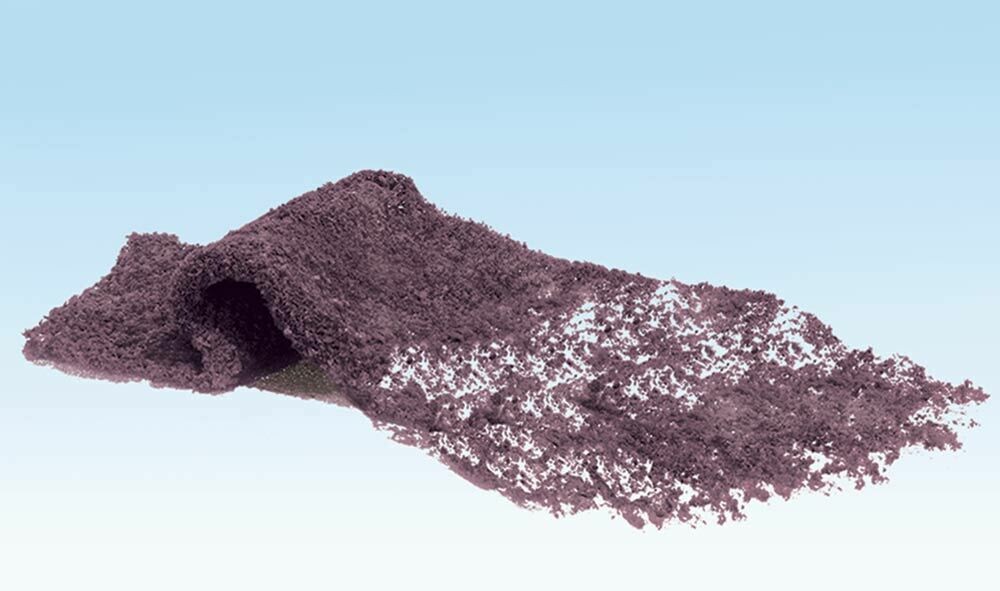 Foliage - Flowering - Purple