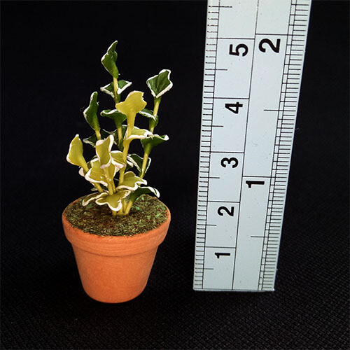 Potted Plant - Variegated  Ivy
