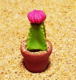 Cactus (7)