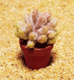 Cactus (10)