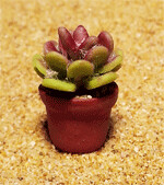 Cactus (9)