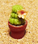 Cactus (8)