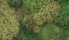 Foliage &amp; Lichens